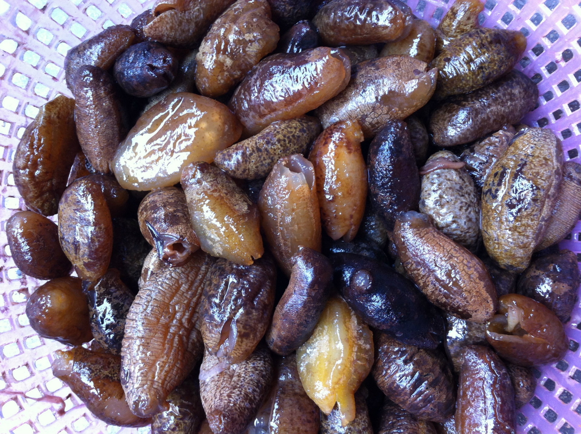 乌元/乌元参 海参 进口海参 玉席专用 口味鲜美