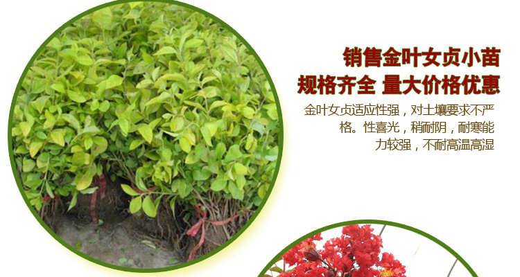 红叶石楠苗木什么价格