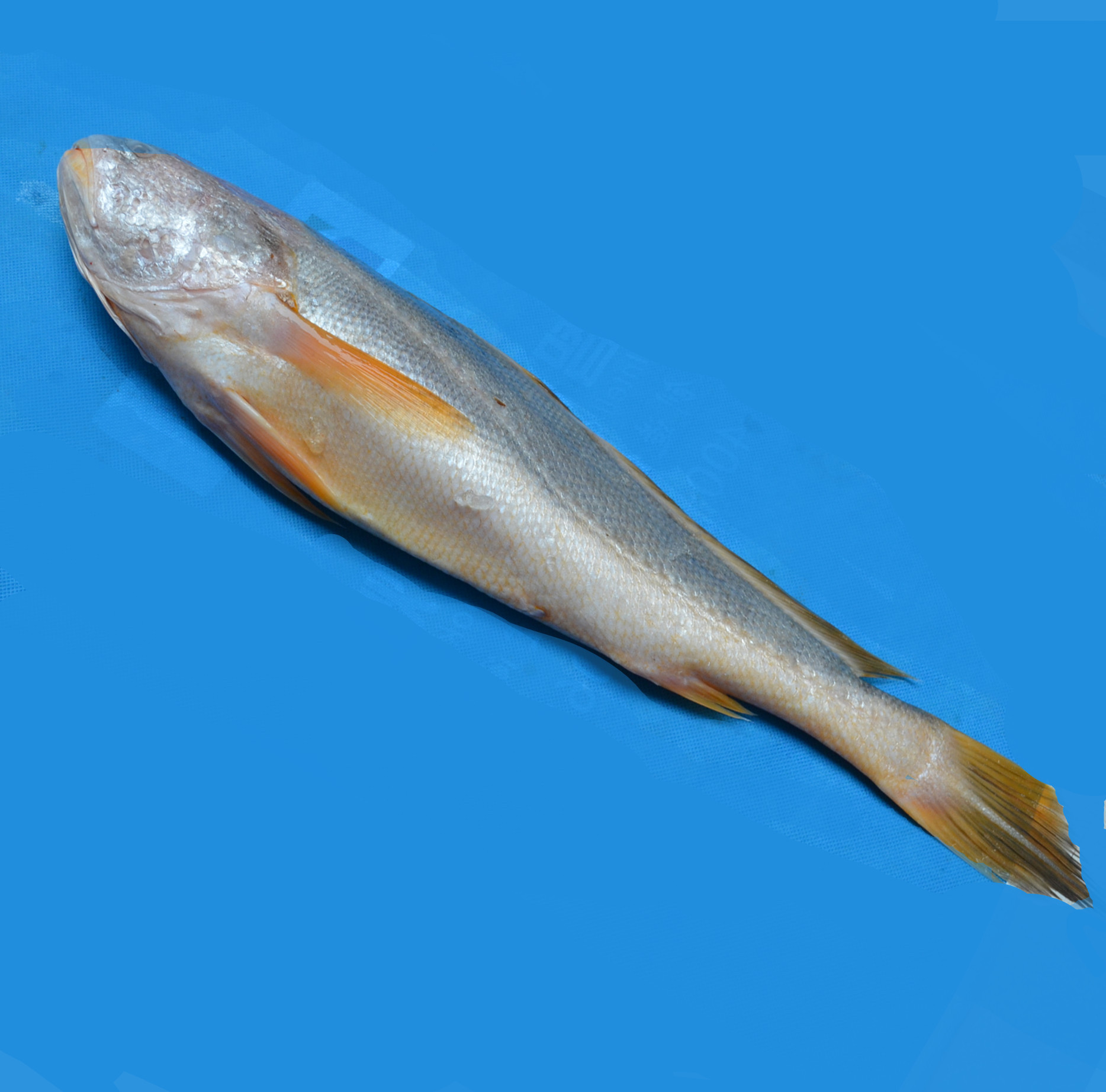 缅甸小黄鱼批发 100-200g 新到货缅甸进口黄花鱼|特价黄鱼_鱼类市场