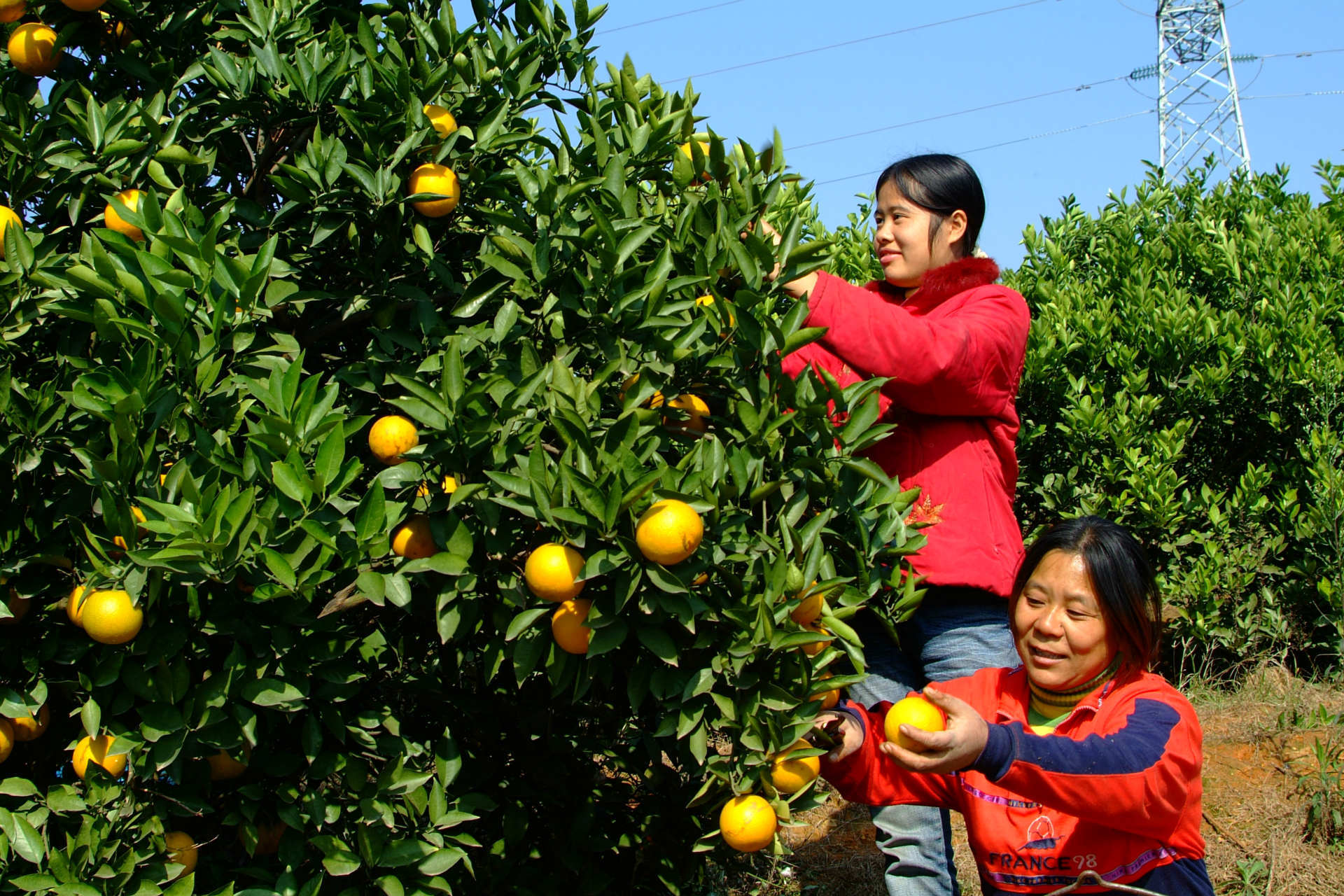 种植基地,成熟后新鲜采摘.