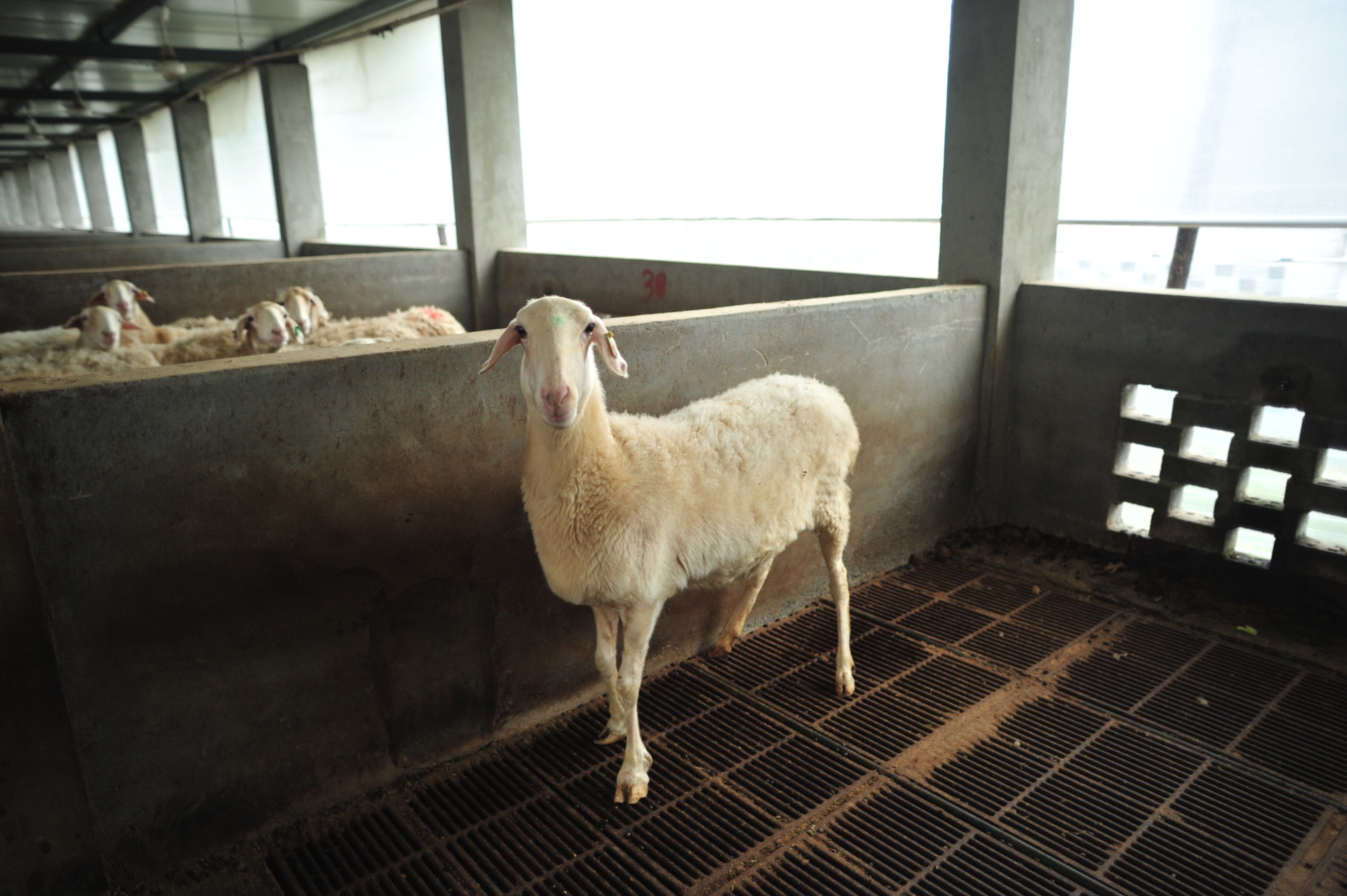 供应羔羊 羔羊 湖羊羊羔