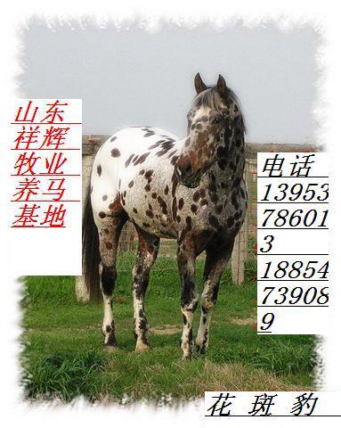 山东出售优质半血马 多种颜色