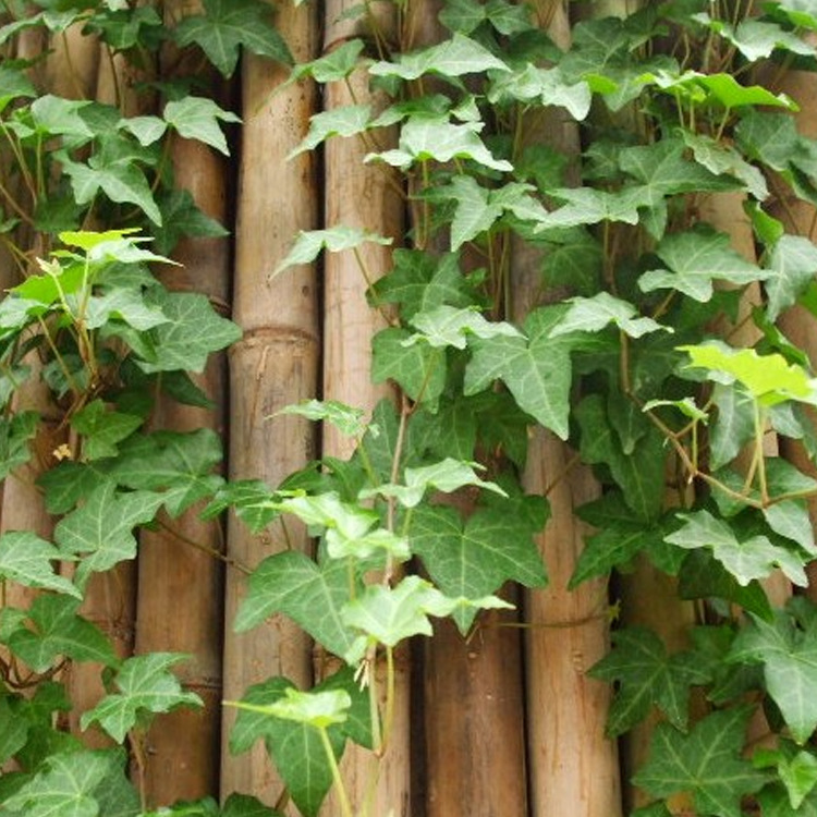 批发四季常青常春藤攀援植物常春藤室外爬藤植物