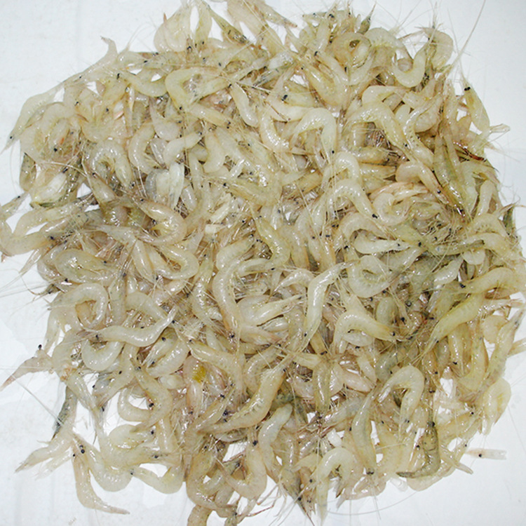 长期供应优质 巢湖白米虾 美味鲜虾 营养 健康 巢湖特产