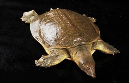 恒裕食品公司位于中国甲鱼之乡,长期大量供应生态甲鱼(鲜,干)