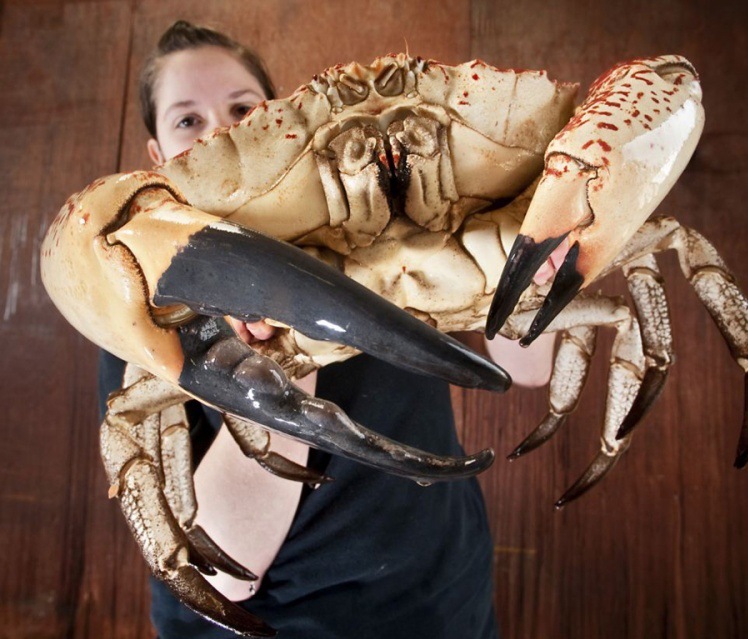 澳大利亚巨型帝王蟹