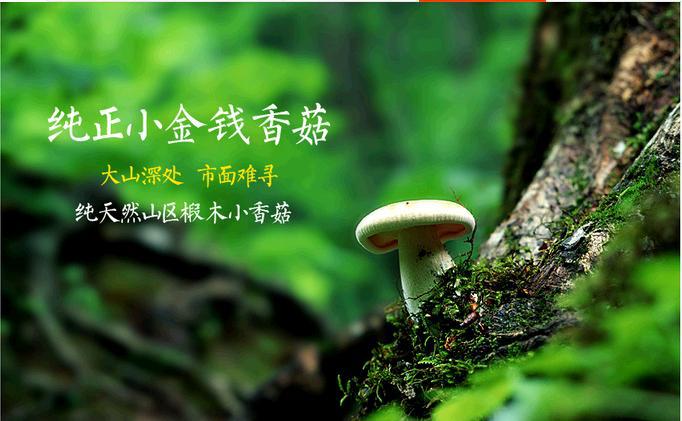 纯正庆元农家土特产新货金钱菇干货小香菇特级椴木香菇优质冬菇