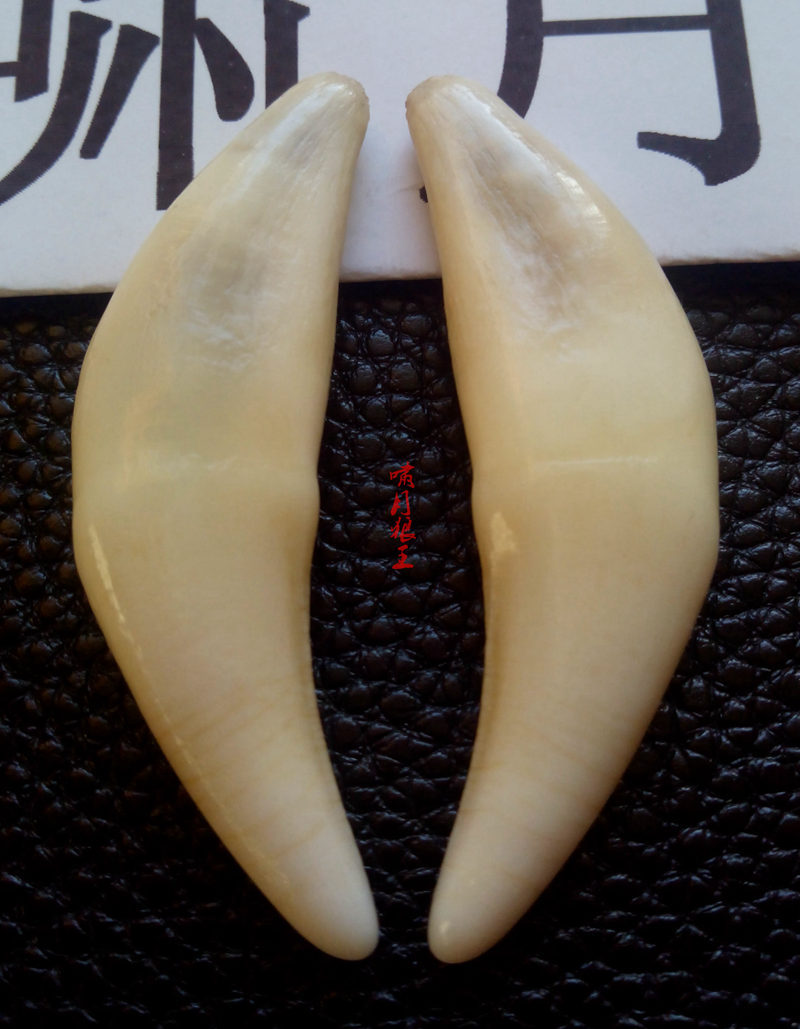 外蒙古 特大 狼王牙