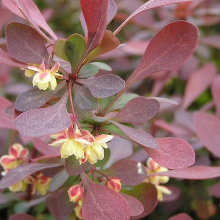 金叶女贞,洒金柏,金叶小檗,紫叶女贞,金叶 瓜子黄杨, 红花檵木,红叶李
