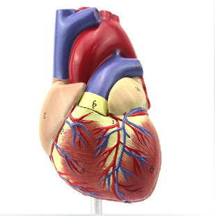 自然大心脏解剖模型 心脏解剖结构模型 彩超心脏 心内科医生礼品