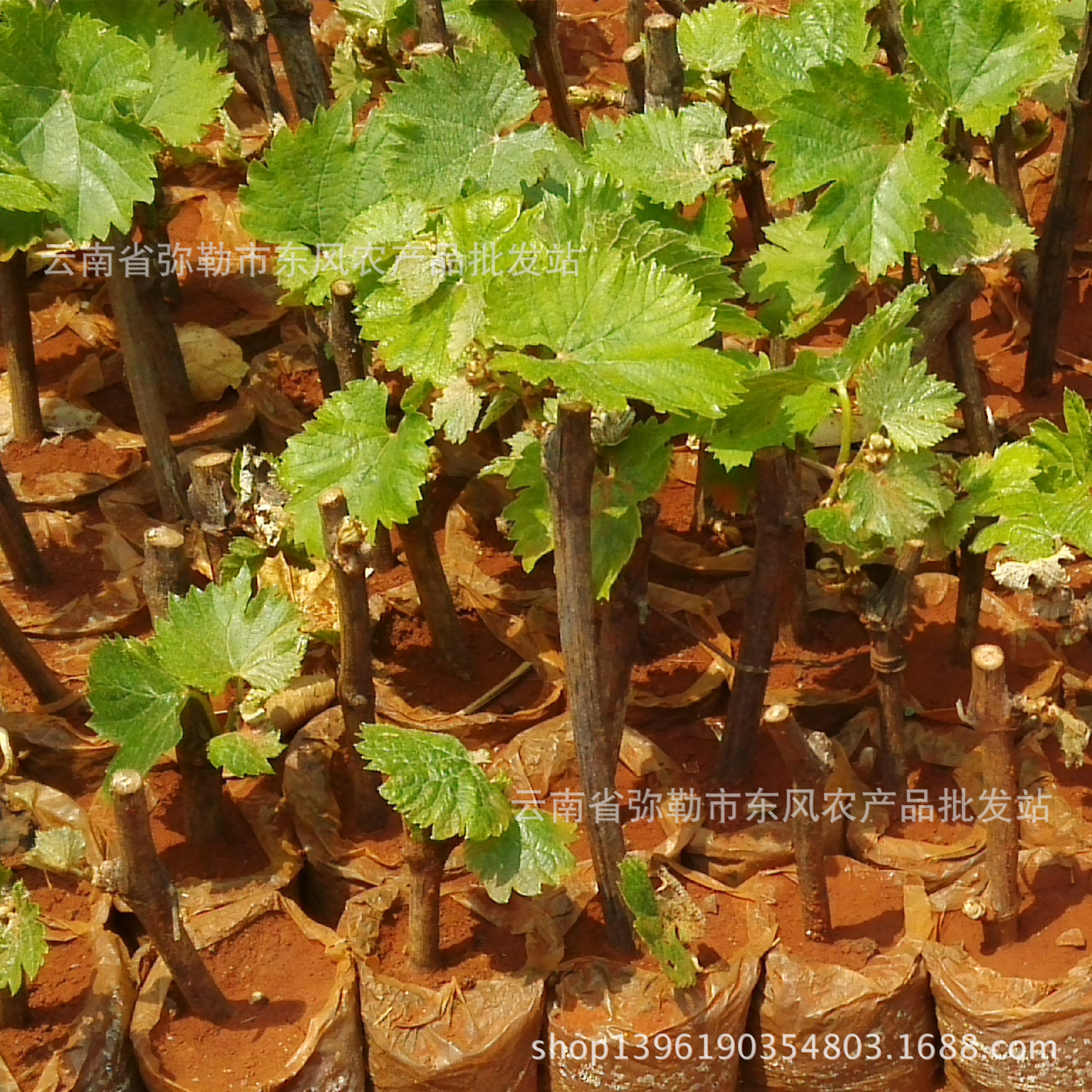 早黑蜜 提子种苗批发 鲜食提子培育苗 优质农作物种苗