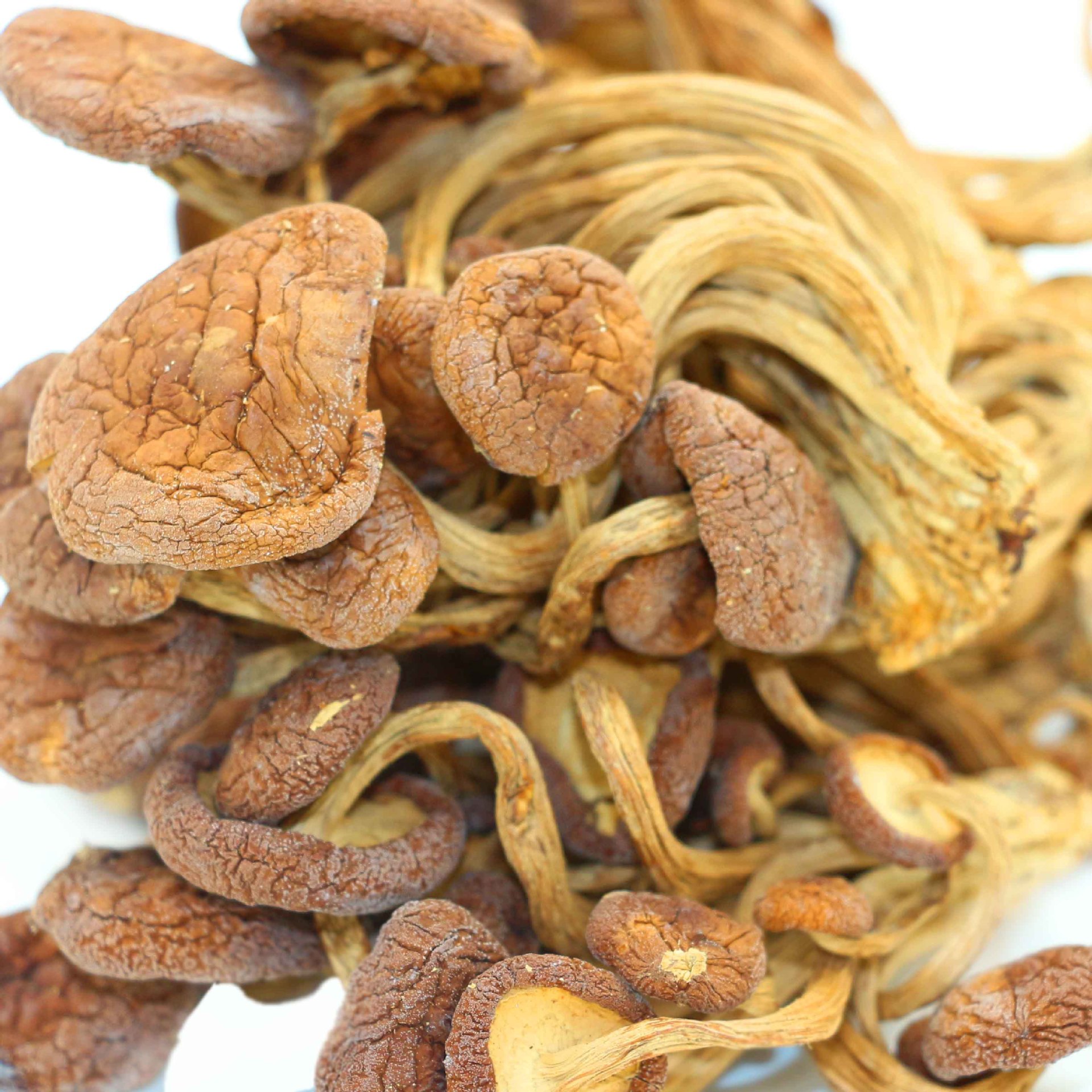 产地直销 福建特产优质茶树菇 茶树菇批发 包物流 量大从优 茶树菇