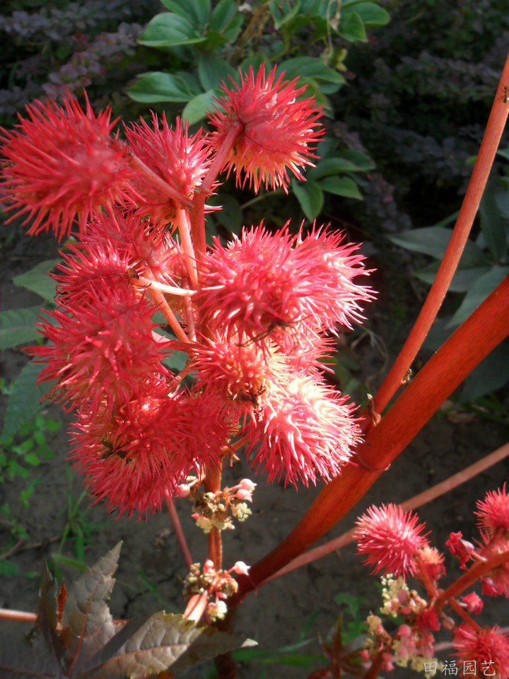 花卉种子 观赏蓖麻 园林植物红蓖麻 花种子批发 工程绿化种苗
