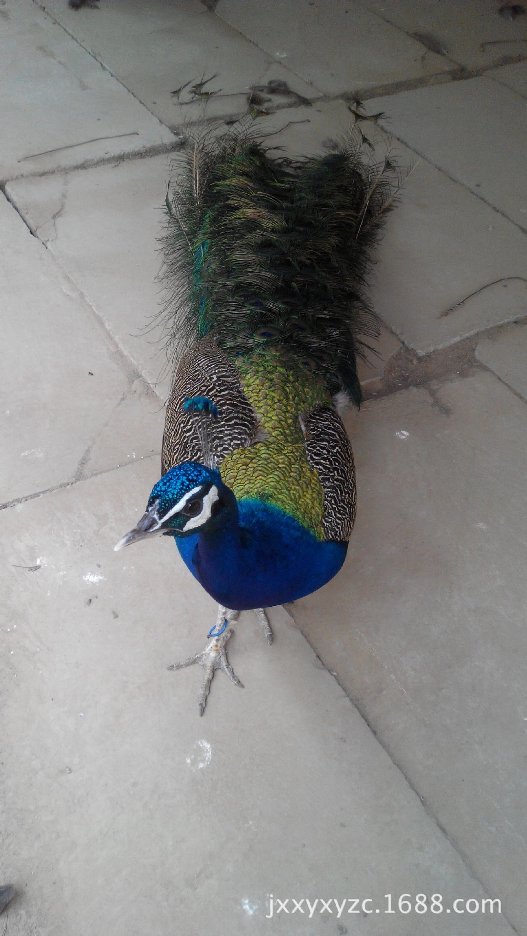 良种孔雀苗供应-哪里的孔雀价格最低