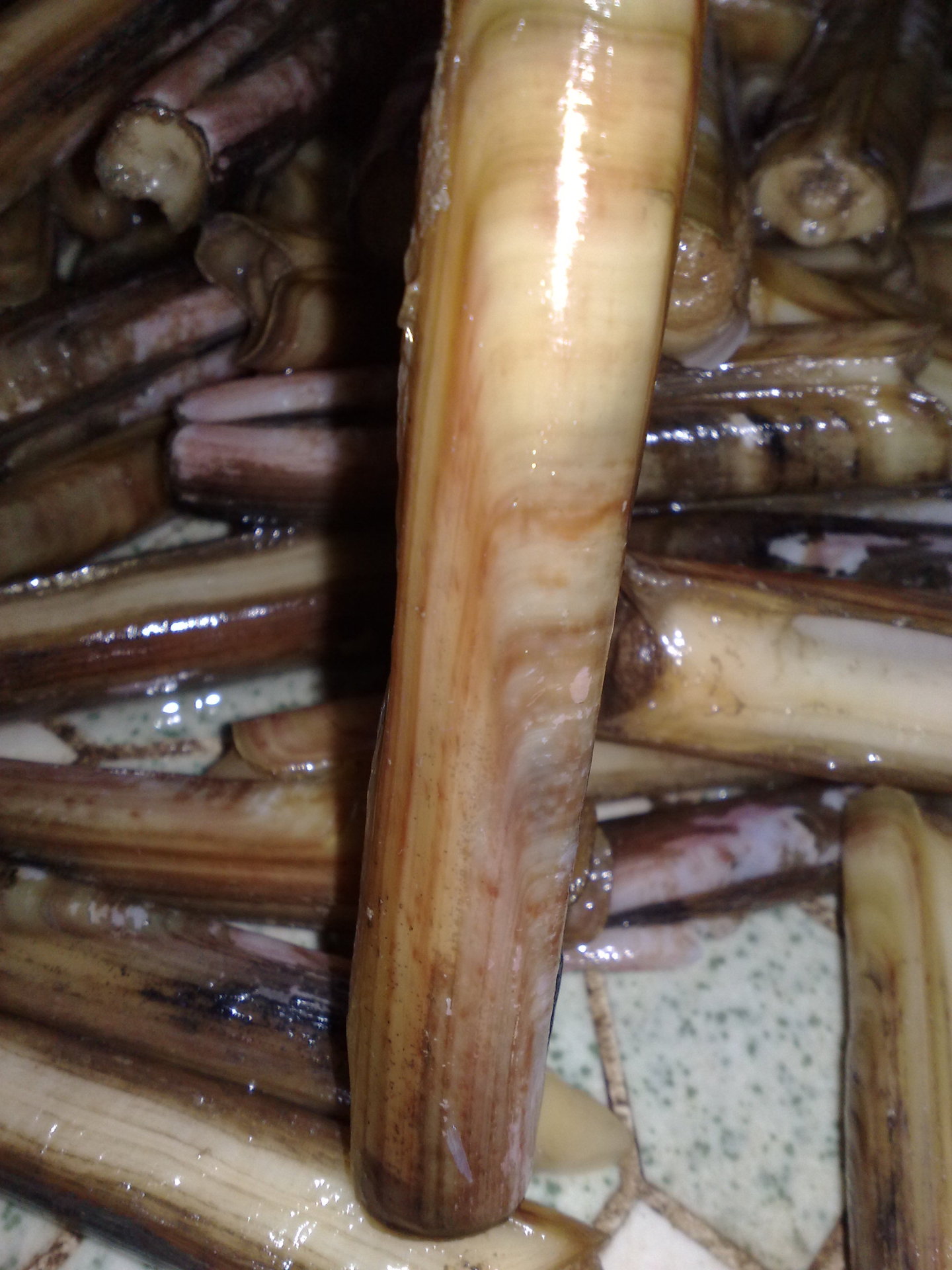 雷州蛏子皇 竹节螺 螺地直供 138 2256-0582