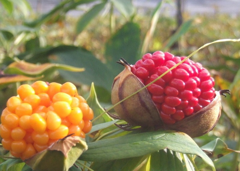 批發滇重樓種子華重樓種子七葉一枝花種子獨角蓮藥材種子