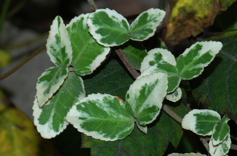 银边扶芳藤图片_1