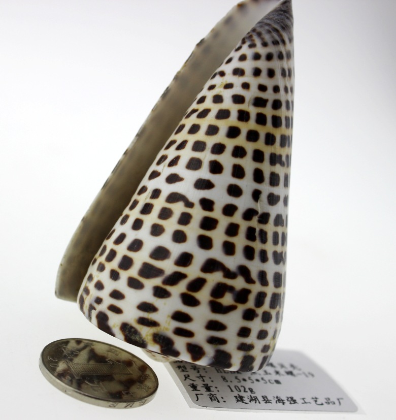 厂家直批 纯天然海螺贝壳批发 贝壳工艺品批发 收藏螺 黑玉米螺