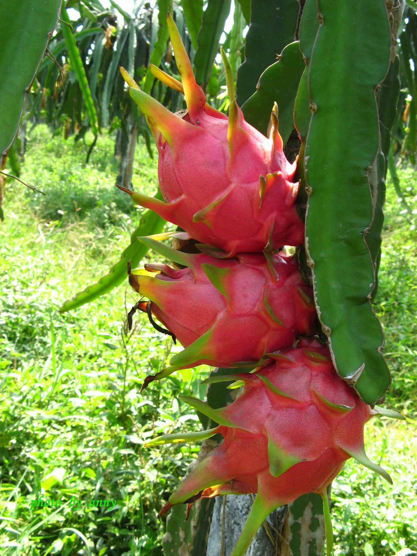 【立奇逸】广州进口水果批发 越南白心/白肉火龙果 新鲜水果