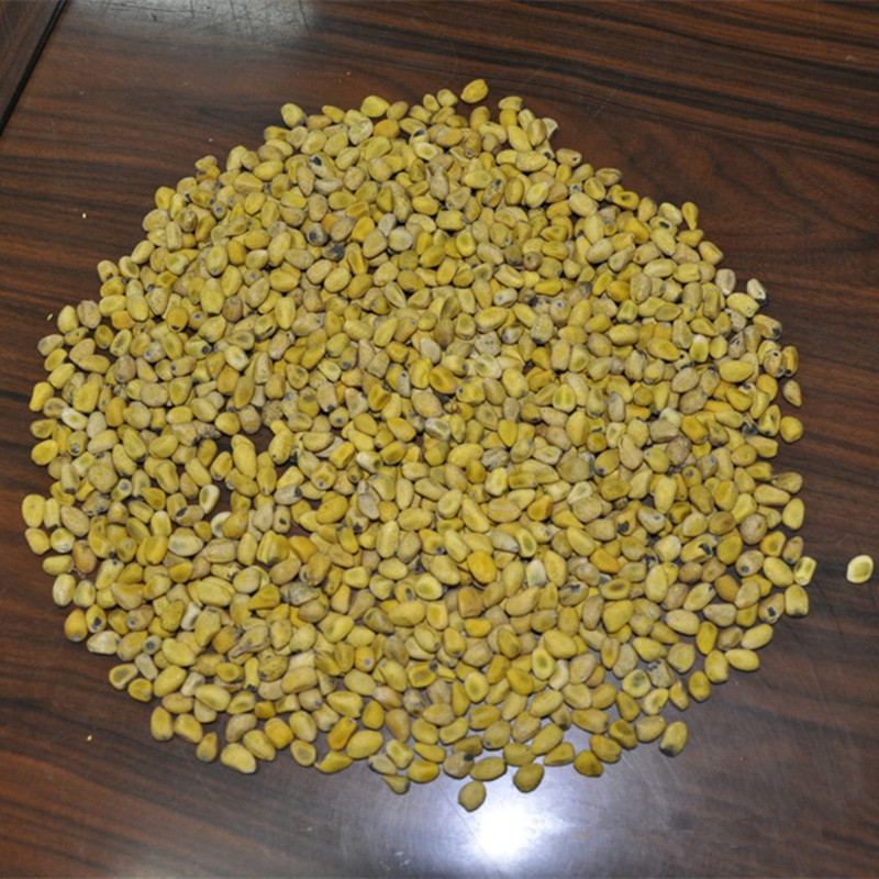 【一流供应商】优质北京栾种子栾树种子价格低廉量大更优惠