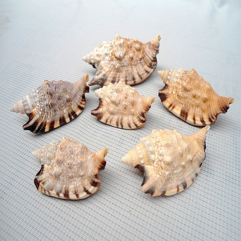 厂家直销燕子螺 天然贝壳海螺批发 标本螺 地中海鱼缸家居装饰