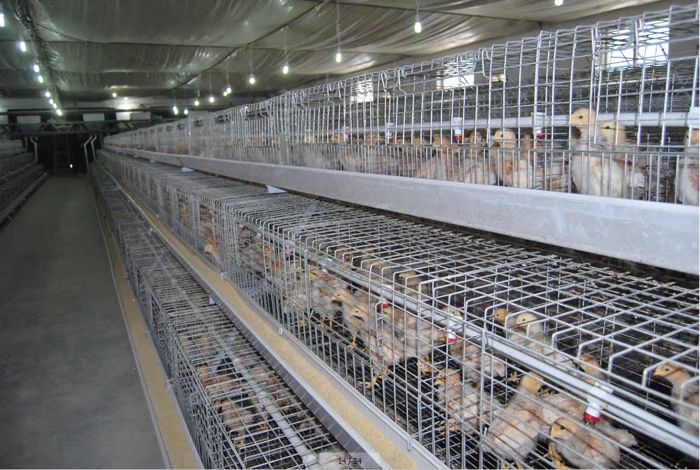 雏鸡育雏笼,专业级打造,厂家直销 图片_高清大图 - 阿里巴巴