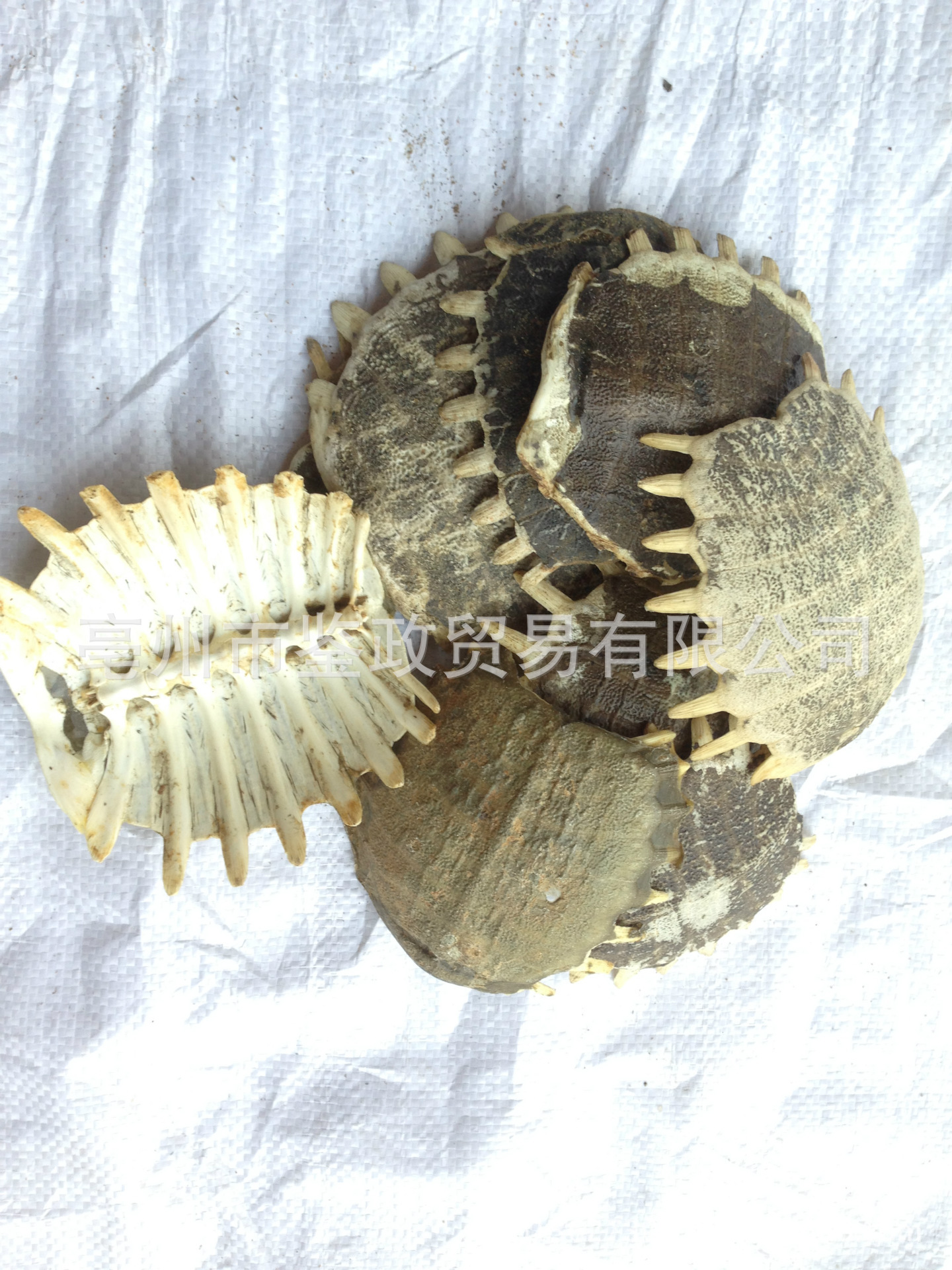 中药材鳖甲甲鱼壳全国直供醋鳖甲炙鳖甲滋肾潜阳冲冠特价清仓甩货