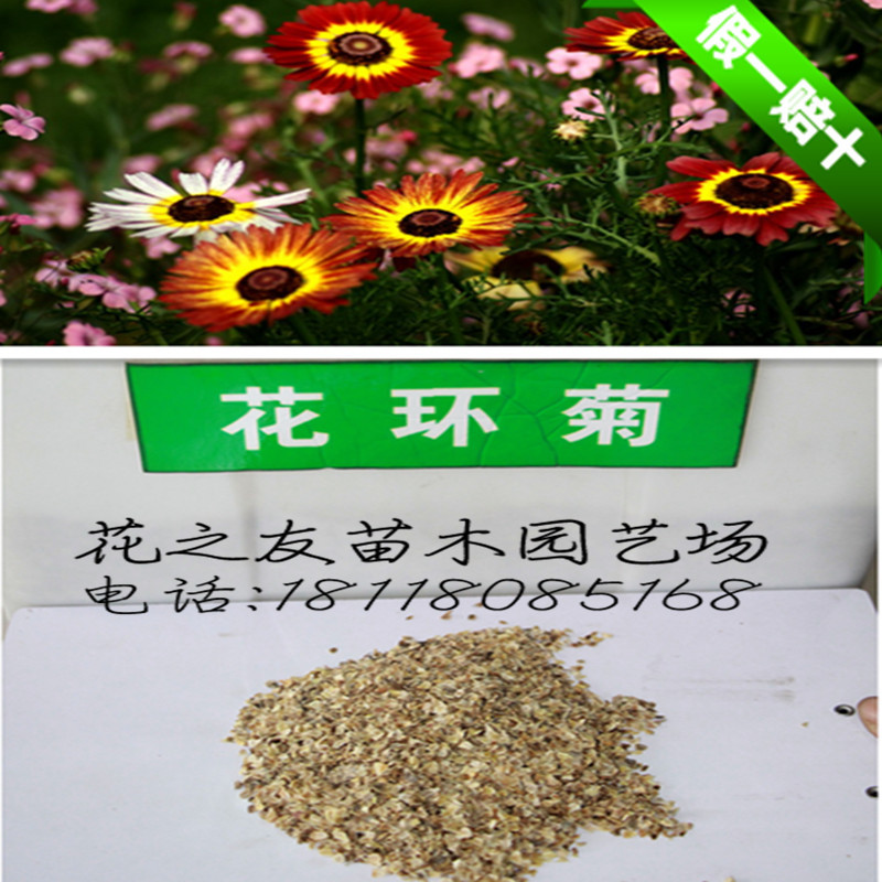 进出口景观花卉种子 花环菊种子 别名三色菊 茼蒿菊 包发芽 到付