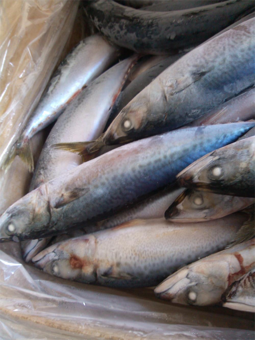 fozen mackerel 冷冻青占鱼