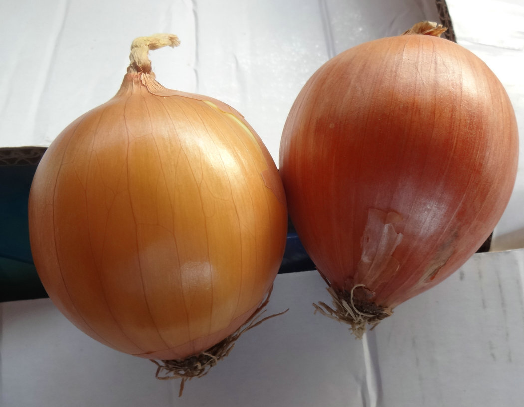 供应优质出口级保鲜甘肃黄洋葱