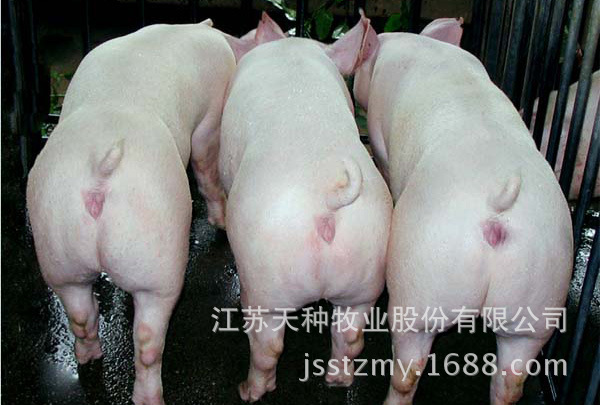 厂家直销猪仔 苗猪 优质猪苗厂家供应 大白猪批发 量大从优
