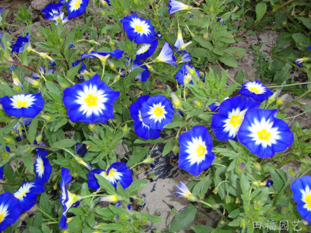 供应花卉种子 三色旋花 盆栽花卉园艺种子种苗 园林植物 花种子