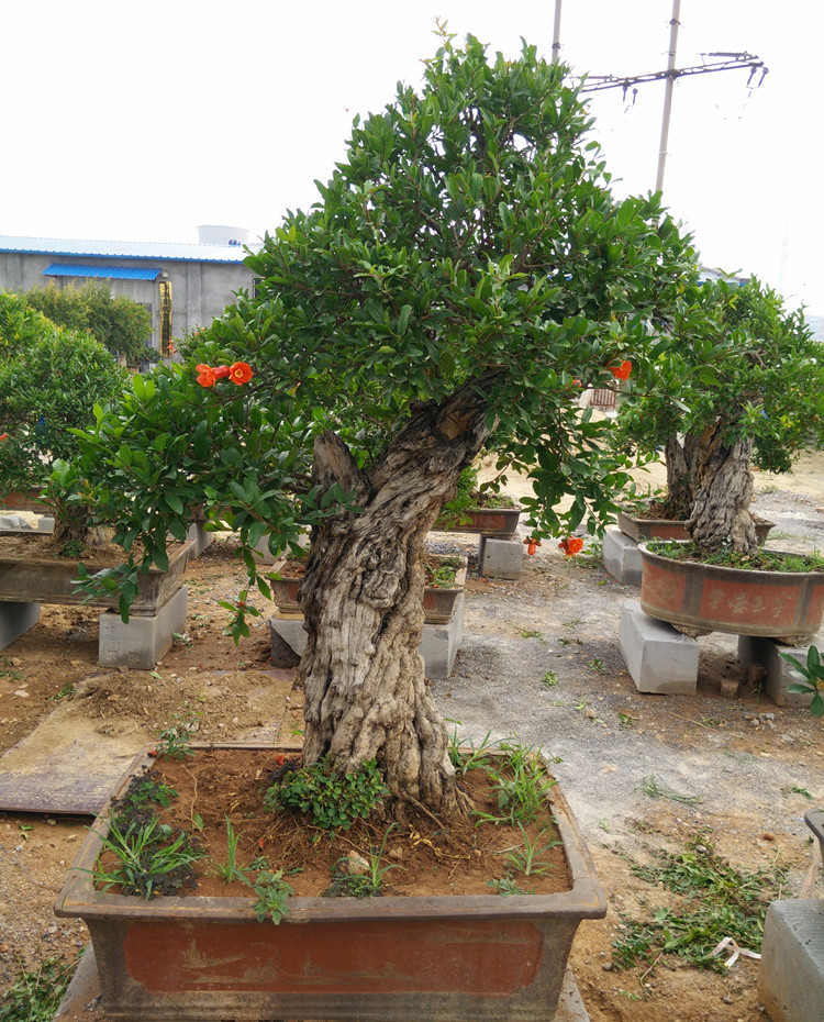 棗莊萬畝石榴園 精品石榴盆景 造型好看 紅花掛果 現貨a14311