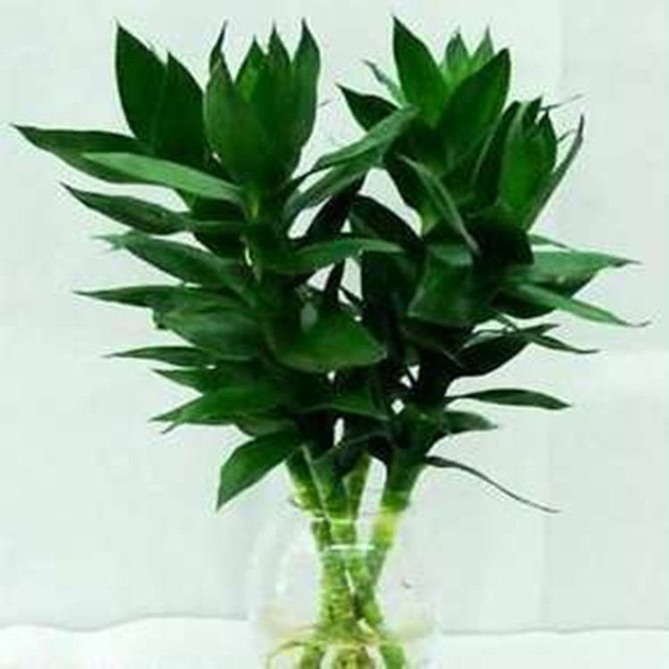 水培富贵竹 开运竹 长寿竹 健康长寿 富贵吉祥 实物实拍