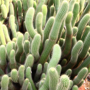 沙生植物满地爬 仙人掌科乳突球属 沙生地被景观植物漳州批发