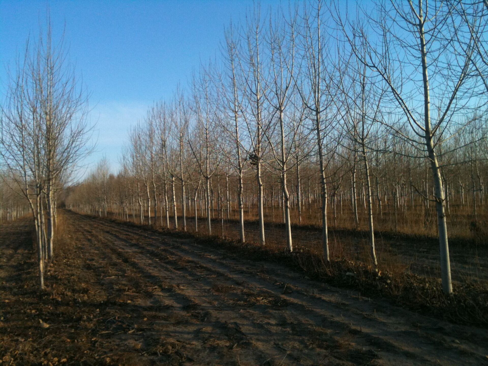 辽宁省彰武120亩与170亩林地(连树带地)出售,有林权证,手续齐全,无