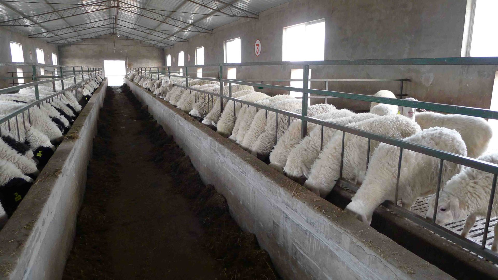 种羊场供应 白头杜寒杂交母羊 免费提供饲养技术