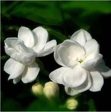 批发白色重瓣香水茉莉花 清香植物 绿植物盆栽 清新空气