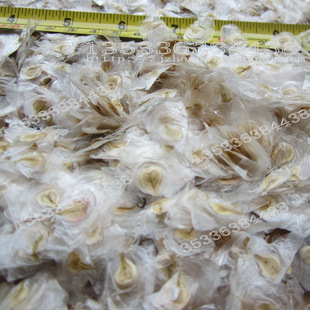 火焰木 火艳木 澳洲火焰木 黄花风铃 无忧树 紫花风铃 种子