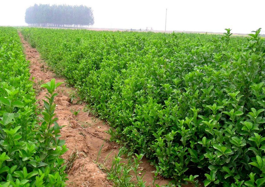 批发冬青树苗 四季常青 冬青小苗10-80公分工程绿化苗木批发 特价