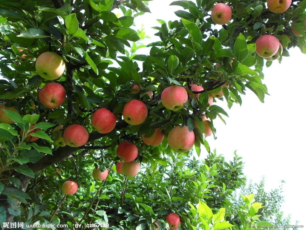 原料辅料,初加工材料 农产品 绿化苗木 果树 a806基地批发销售 嫁接