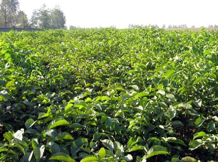 江苏宿迁直销美国山核桃苗 嫁接果树苗 长寿果苗 碧根果苗 核桃树苗