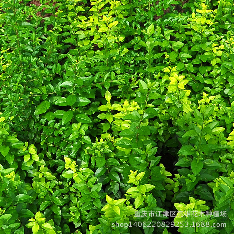 花叶丁香(花叶丁香的花冠一般是什么颜色)