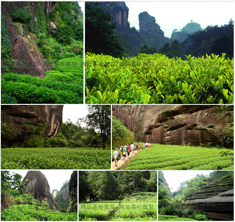 武夷山特级大红袍茶叶正岩花香碳焙乌龙茶散茶批s05