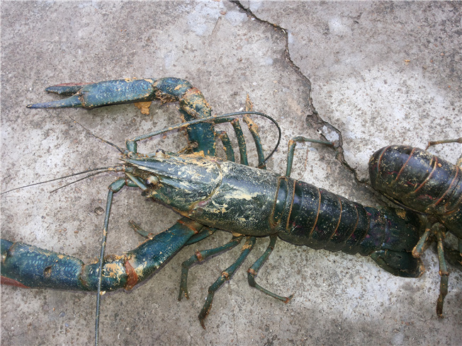 澳洲淡水龙虾 红螯螯虾 出货啦,175g~200g重 五星酒店自助餐使用