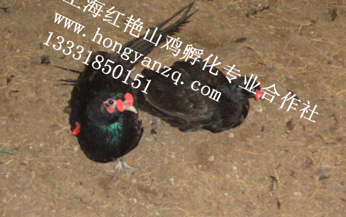 孔雀蓝山鸡幼苗图片图片