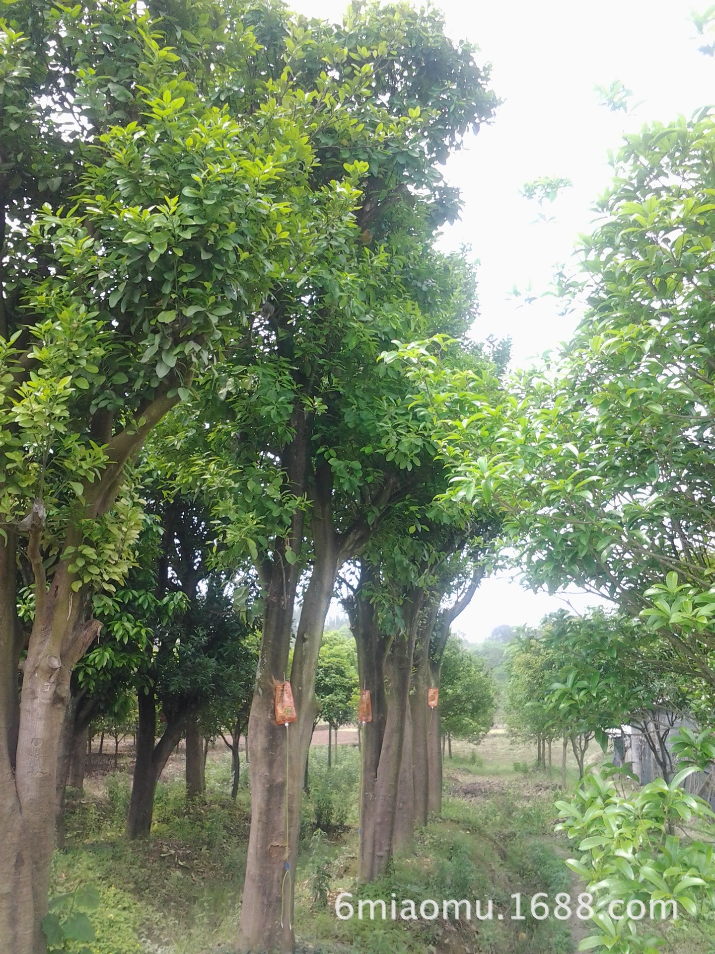 香泡樹果實能吃嗎(香泡樹怎麼管理才會結果)