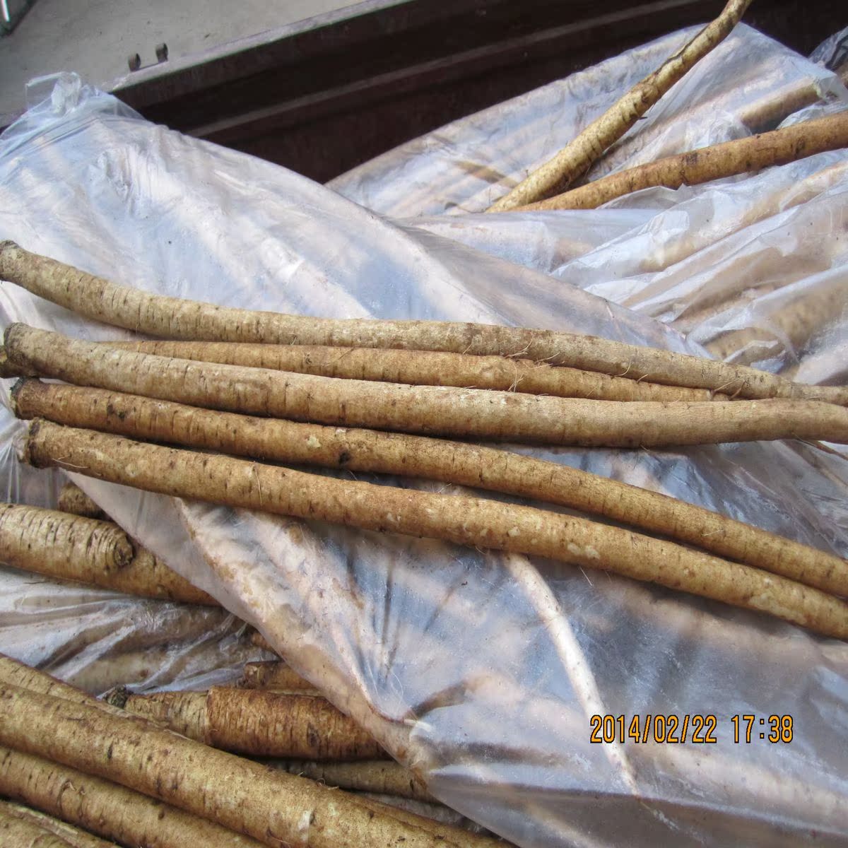 黄金牛蒡茶 10克一泡 大量供应