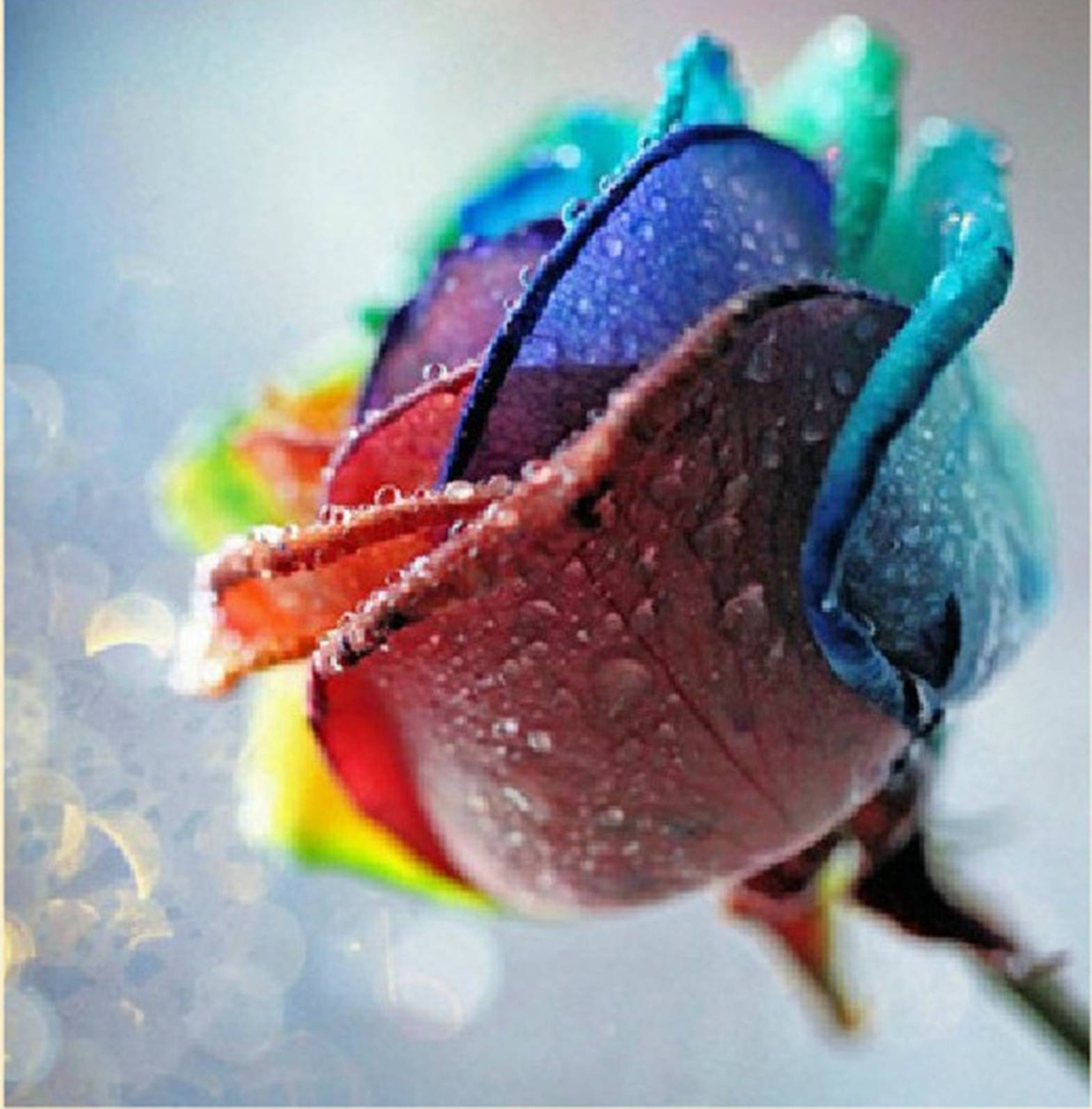 diiy钻石画七彩玫瑰 多彩玫瑰钻石绣 七彩皇后十字绣贴可定做