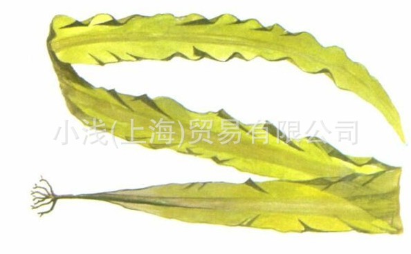 【小浅昆布】山东 威海 仁一干燥昆布 淡干海带1kg*10